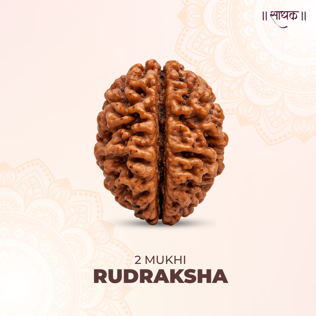 2 Mukhi Lab Tested Certified Rudraksha