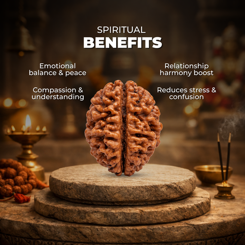 2 Mukhi Lab Tested Certified Rudraksha