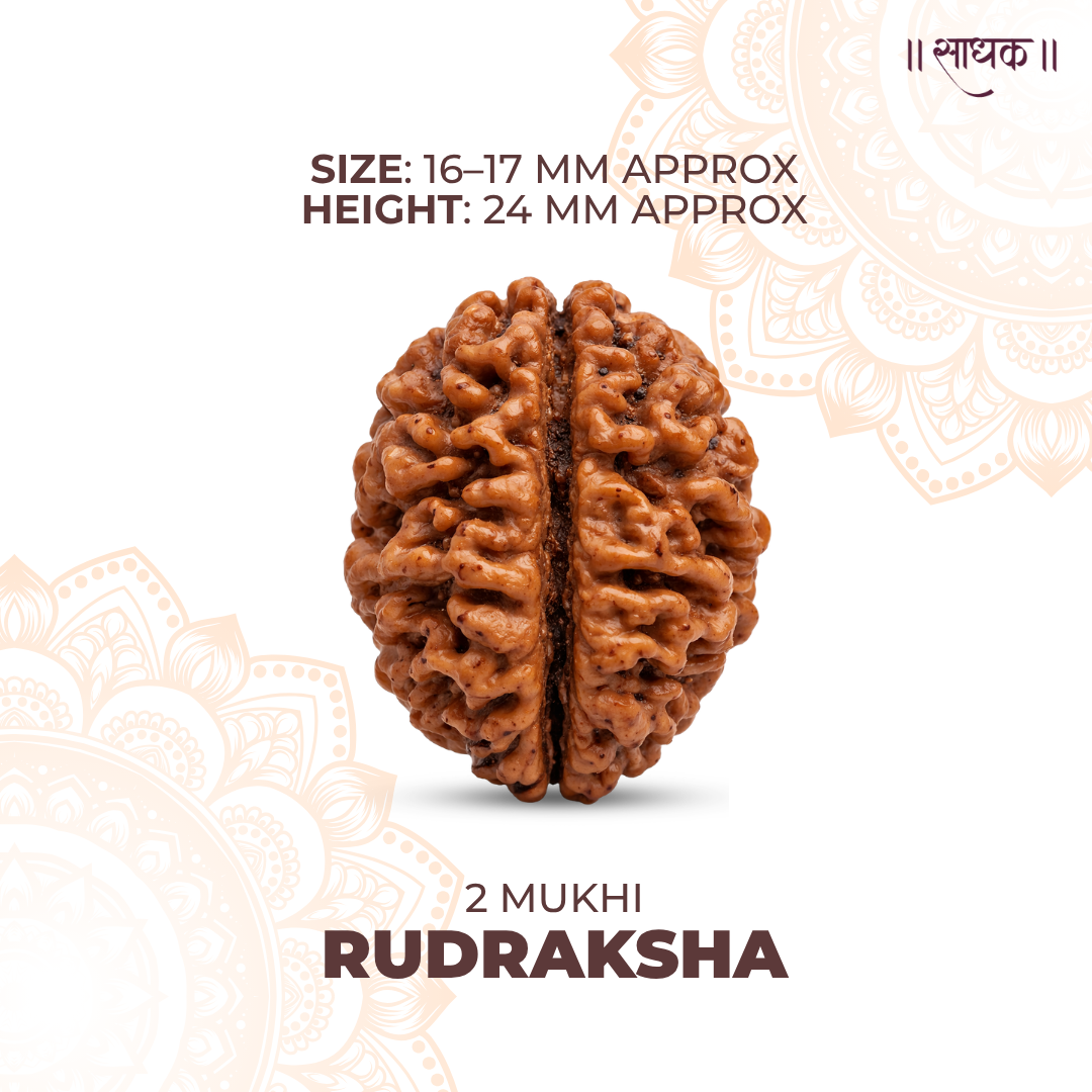 2 Mukhi Lab Tested Certified Rudraksha