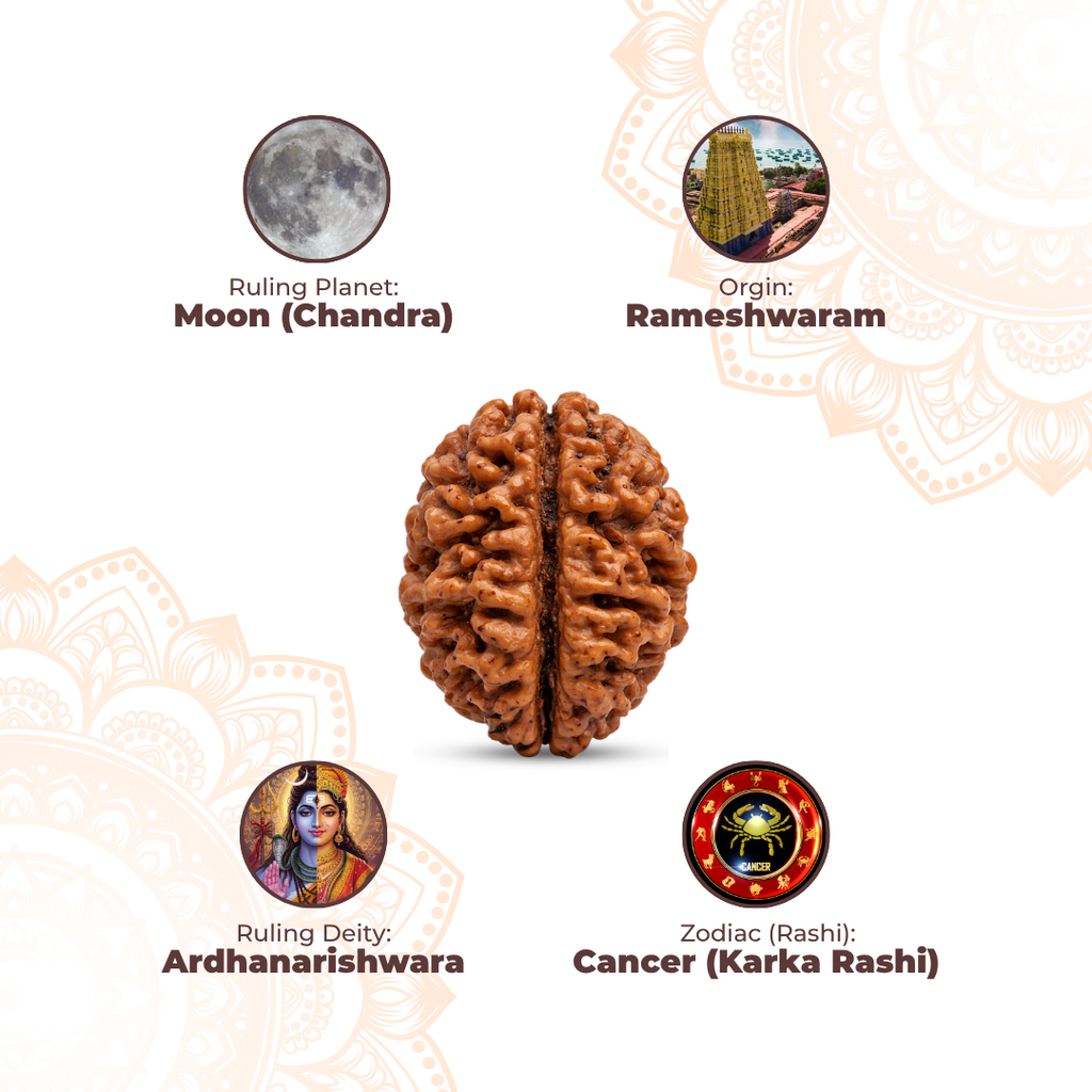 2 Mukhi Lab Tested Certified Rudraksha