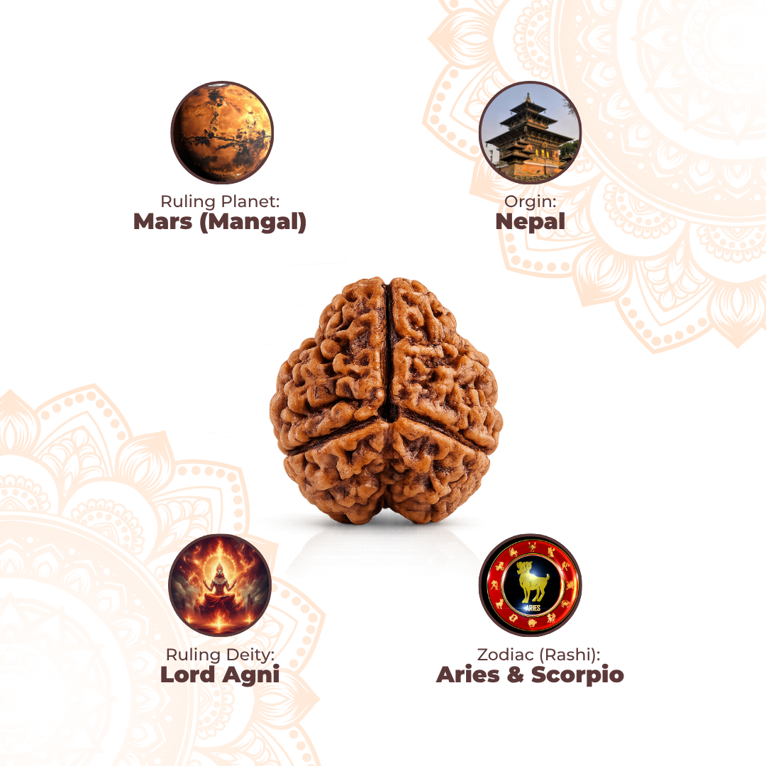 3 Mukhi Lab Tested Certified Rudraksha